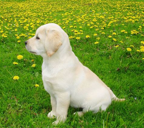 yellow lab puppy | Pet dogs puppies, Labrador retriever puppies, Lab ...