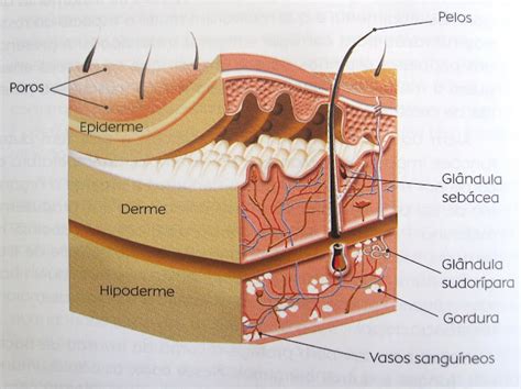 Entendendo A Nossa Pele Beleza Interior