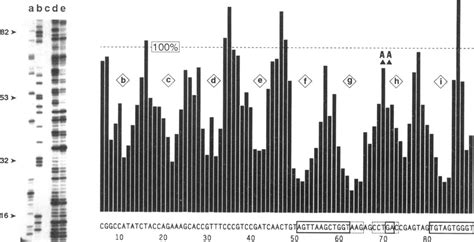 Comparison Of The Dnase I Digestion Footprint In Genomic And Naked S