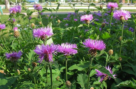 Купить Василек подбеленный (Centaurea dealbata) от 299 руб. в интернет ...