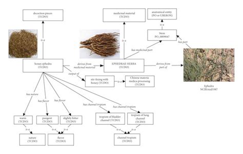 Diagrammatic Representation Of Honey Ephedra Ma Huang And Ephedrae