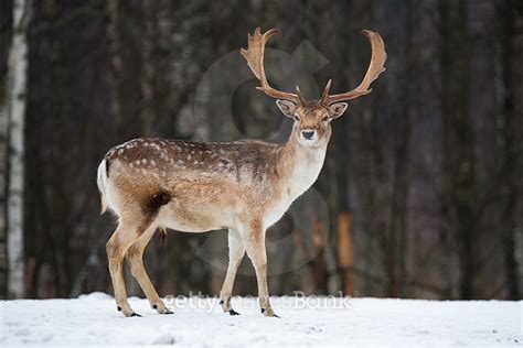 Fallow Deer Buck Majestic Powerful Adult Fallow Deer Dama Dama In