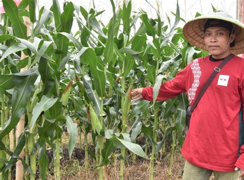 Petani Senang Pergantian Tahun Baru Harga Jagung Manis Naik