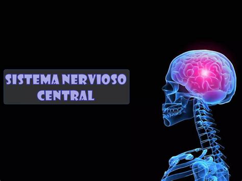 Sistema Nervioso Central Embriolog A Langman Ppt