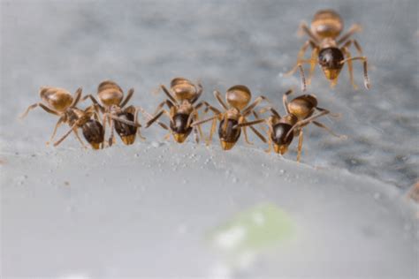 Does Baking Soda Kill Ants? - Non Toxic Ant Control