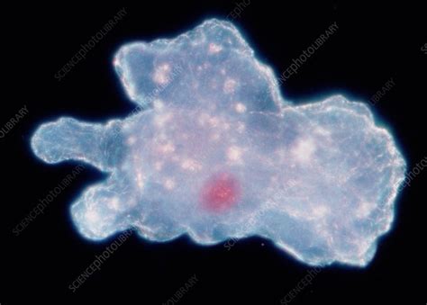 Lm Of Amoeba Proteus Walking Stock Image Z1100155 Science Photo Library