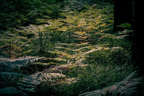 Fern Forest on Behance