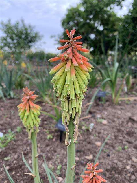 Kniphofia Hirsuta Fire Dance Andy Gladman