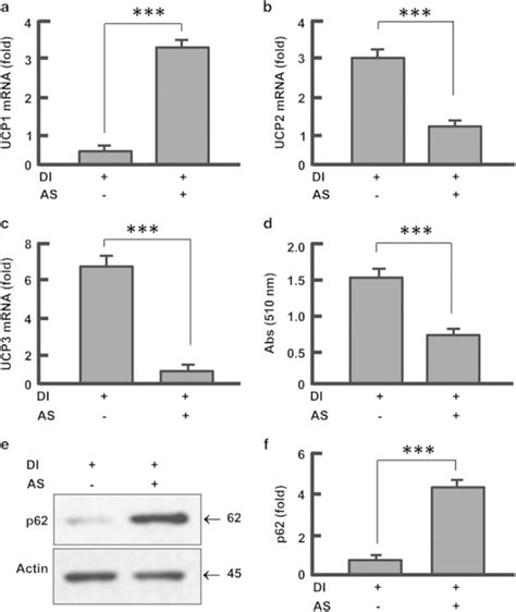 Effects Of Foxo1 Inhibition On Ucps And Autophagy A Inhibition Of