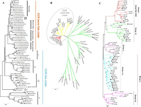 Phylogenetic Tree Of Ccr And Cad Protein Sequences Of Various Plants