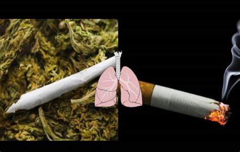 ¿qué Daña Más Los Pulmones La Marihuana O El Cigarro Publimetro Perú