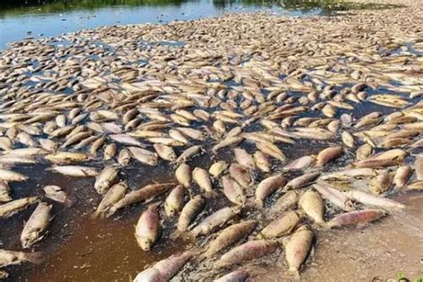 Se viralizan imágenes impactantes con miles de peces muertos por la