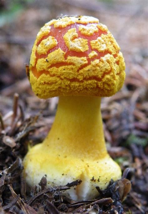 Amanita flavoconia Amanite à voile jaune Stuffed mushrooms Fungi