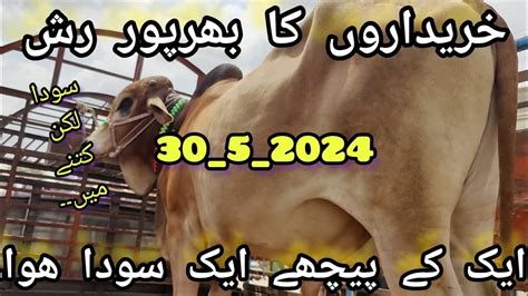 Malir Mandi Latest Update And Rate Season Qurbani Live Stock