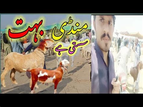 Bakra Mandi Sasti Ho Gai Goat Mandi Update Youtube