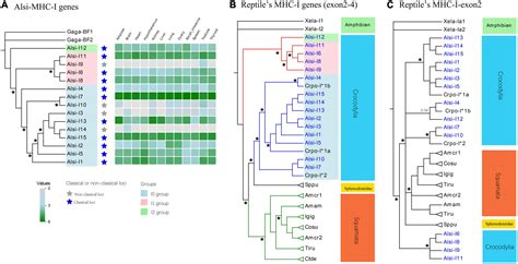 Frontiers | Major histocompatibility complex genomic investigation of ...