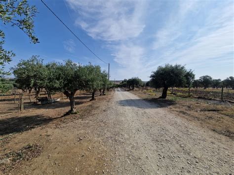 Quintas E Casas R Sticas Herdade Venda Na Rua De S O Pedro Corval