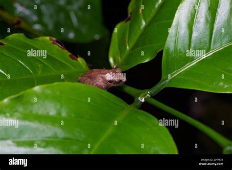 Western Ghats Endemic Species Hi Res Stock Photography And Images Alamy