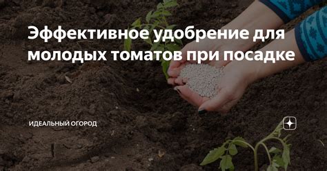 Эффективное удобрение для молодых томатов при посадке | Идеальный ...