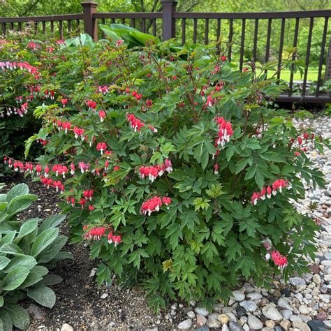 Dicentra Lamprocapnos Spectabalis Hordival Midwest Groundcovers LLC