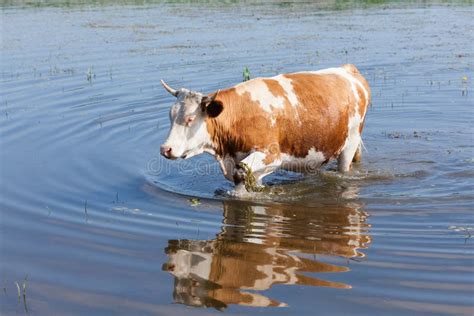 Kuh Im Wasser Stockfoto Bild Von Wasser