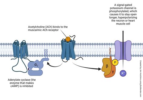 Transduction By Metabotropic Receptors Introduction To Neuroscience