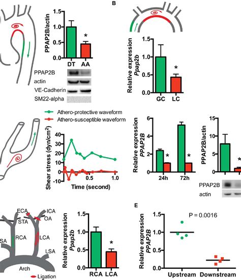 Figure 1 From Mechano Sensitive PPAP 2 B Regulates Endothelial