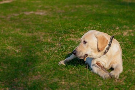 Happy Labrador Retriever Dog Sitting On The Grass Portrait Stock Photo