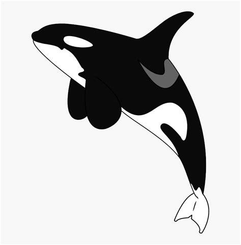 Transparent Killer Whale Clipart Cartoon Killer Whale Transparent