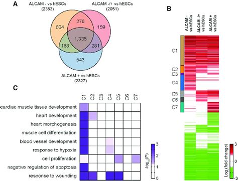 Upregulation Of Proliferation Pathways In Alcam Cells A Venn Download Scientific Diagram