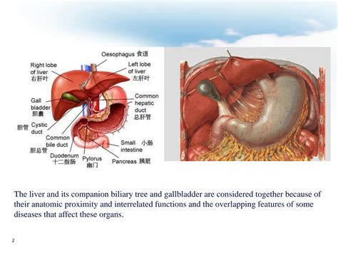 Solution Liver Gallbladder Biliary Tract Pathology Studypool