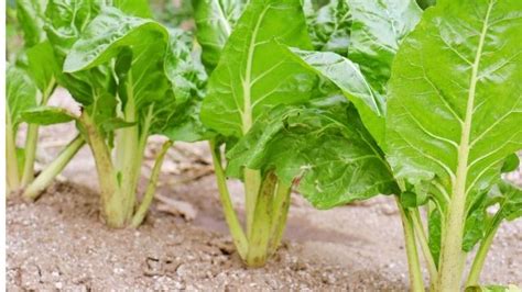 Types Of Vegetables Grown In Kenya Best Vegetable In The World