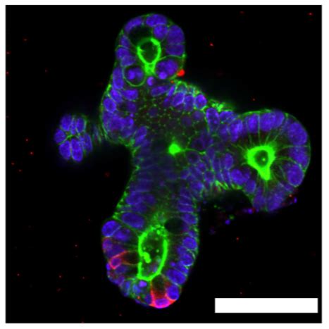 Organoid News On Twitter Culturing Intestinalorganoids And