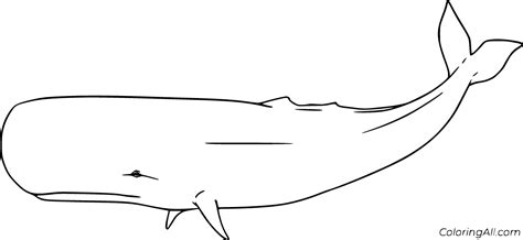 Sperm Whale Coloring Pages Printable Coloring Pages