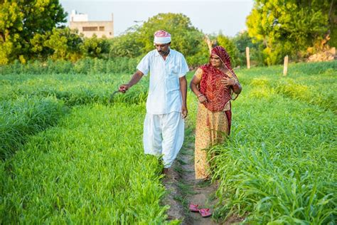 Indian Farmer Couple Walking Together In Their Agriculture Green Field