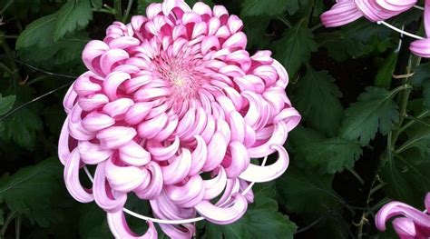 14 Different Types of Beautiful Chrysanthemum Varieties