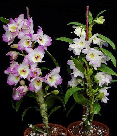 Dendrobium Nobile Alchetron The Free Social Encyclopedia