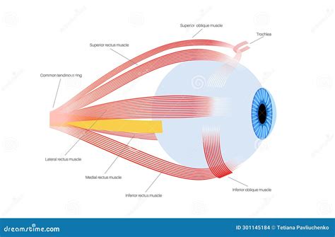 Extraocular Muscles Anatomy Vector Illustration CartoonDealer