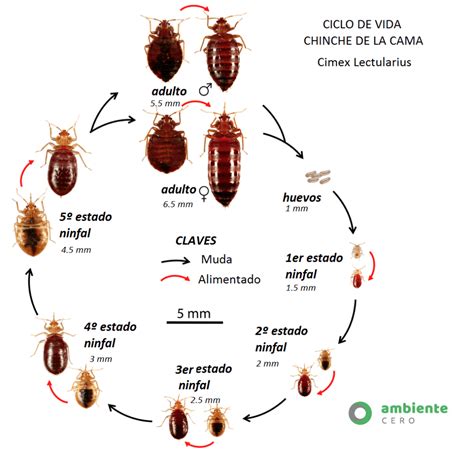 COMO ELIMINAR CHINCHES FUMIGACION PLAGAS CONTROL PLAGAS SEVILLA