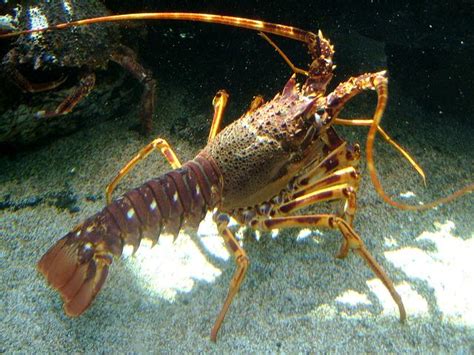 Palinurus elephas - Crayfish, Cray or Common / European spiny lobster ...