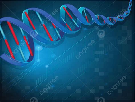 A Dna Chromosomes Membrane Continue Vector Chromosomes Membrane