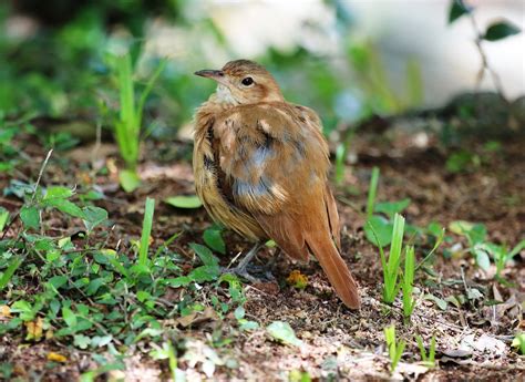 Bird Rufous Hornero In Floor - Free photo on Pixabay - Pixabay