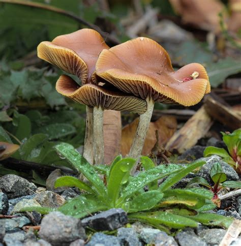 Wavy caps (Psilocybe cyanescens) - Picture Mushroom