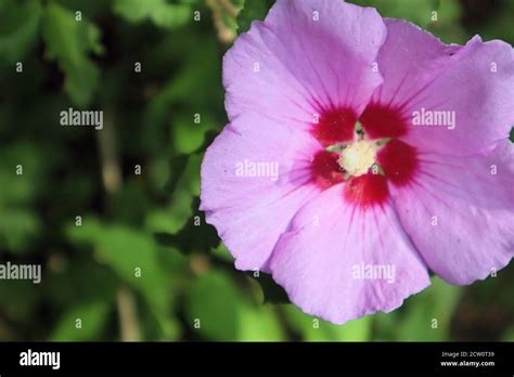 Yellow hibiscus bush hi-res stock photography and images - Alamy