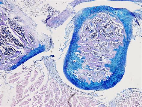 Técnicas Histológicas Protocolos Hemtoxilina Eosina Azul Alcián