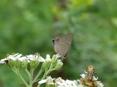 White M Hairstreak From Barefords Mill Rd Dunnsville Va Us On