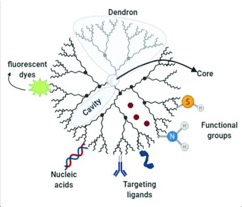 Dendrimer Structure And Functionalization Schematic Representation Of