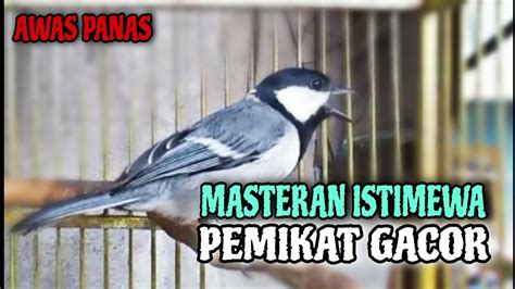 MASTERAN GELATIK BATU GACOR WUCIT PANJANG Ini Paling AMPUH Buat