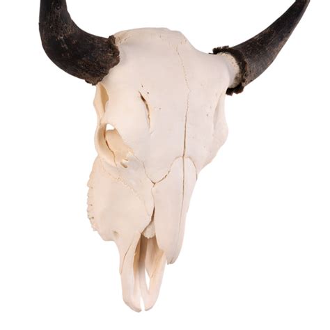 Real Bison Skull For Sale — Skulls Unlimited International, Inc.