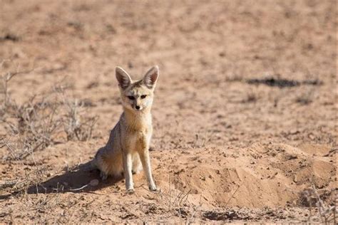 South Africas Rare Mammals Naturetrek